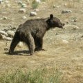 The brown bear cub died in Golestan National Park on Sept. 4.  