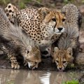 Semi-Captive Breeding for Asiatic Cheetahs