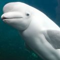 Pod of White Dolphins Spotted in S. China