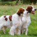 Six Irish  Dog Breeds Threatened