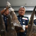 Malaysia Seizes Rhino Horn Haul