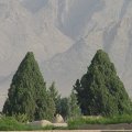 Heritage List Climbs Yazd Cypress Tree 