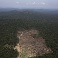 Deforestation  Up 57% in  Brazil&#039;s Forest