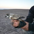 Seabird Breeding Grounds Identified in Chile