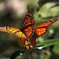 Calif. Monarch Butterflies Decline