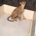 The cub was discovered in the smugglers' hideout in Tehran. 