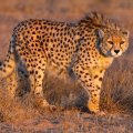 Only about 50 cheetahs remain in the wild, all of which are in Iran. (Photo: Masoud Mokhtari)