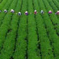 China&#039;s Arable Lands on the Decline  
