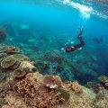 Scientists Testing Corals to Counter Climate Change