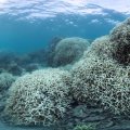 Soaring temperatures have led to mass coral bleaching in large areas of the Persian Gulf. 