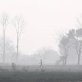 Crop stubble burning caused one-quarter of the air pollution that blanketed Delhi in November.