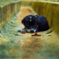 Activists demand better protection for stray dogs, especially in the wake of reports that they are put down inhumanely. 