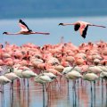 Around 10,000 flamingos are staying put at Urmia Lake and its vernal pools.