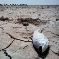 Dredging at Hamoun Tributaries Underway 