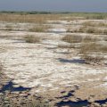 Hour Al-Azim Wetland Water Plan Suspended