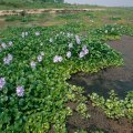 Water hyacinth has besieged the southernmost part of Anzali Wetland.