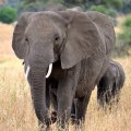 China to Ban Ivory Trade by 2018