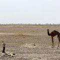 Fresh Relief for  Jazmourian Wetland