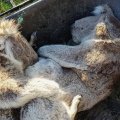 Koalas Starve as Habitat Comes Under Pressure