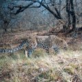  Over the past eight years, 166 leopards have died across the country.