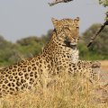 Leopards were classified last year as “vulnerable” to extinction on the IUCN Red List of endangered species.