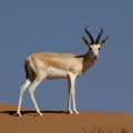 There have been no reports of gazelle casualties in mine blasts so far. 
