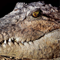 Chabahar Launches Mugger Crocodile Sanctuary