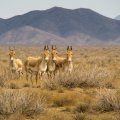 The onager, also known as hemione, is native to Asia.