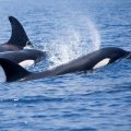 DOE Confirms Orca  Sightings Off Bushehr Coasts