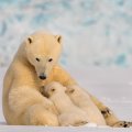 Compared to other arctic animals, polar bears are at a particularly high risk.