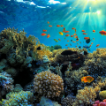 Manmade Chemicals Latest Threat to Barrier Reef