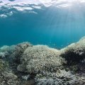 Great Barrier Reef Bleaching Worse Than Thought