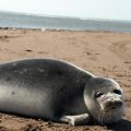 2 Caspian Seals Found Dead