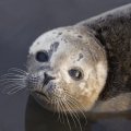 Survival of Caspian Seals in Doubt