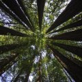 Landmark Deal to Preserve Precious Sequoia Grove