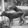 Sightings Raise Hope for Tasmanian Tiger Comeback