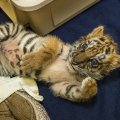 US Teenager Jailed for Smuggling Tiger Across Mexico Border