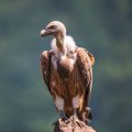 India&#039;s Vulture Numbers Down From Millions to Thousands in Two Decades 