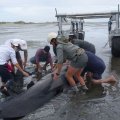 Kiwis Struggle to Save Whales