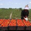 Mazandaran Agro Exports Exceed $310m  