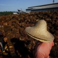 Asean Labor Flows Hit a Wall 