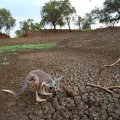 Australia Drought Could Cost $12 Billion