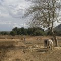 A project to help Ethiopian farmers adapt to drought and climate change was rejected for funding from the Green Climate Fund.