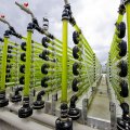 Algae bioreactor at AlgaeParc in Wageningen, Netherlands.