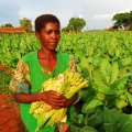 Malawi Economy Predicted to Grow to 6%