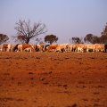 More Aid for Australia’s Drought-Hit Farmers