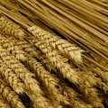 Russia to Regain Wheat Export Leadership