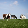 UK Farmers Could Benefit From Brexit