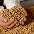 President Mauricio Macri earlier ruled out a policy laid out in the IMF document—maintaining taxes on soybean exports.
