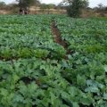 Sudan has vast areas of cultivable agricultural land.